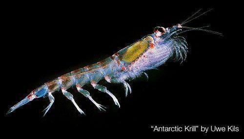 Krill Oil vs. Fish Oil