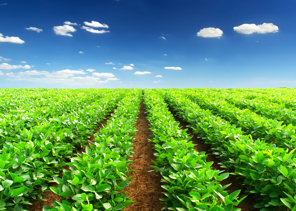 Celebrate Earth Day with A Simple, Sustainable Lifestyle Switch