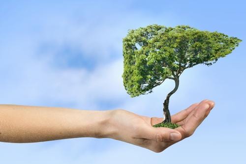 November – Natural Liver Support During the Festive Season