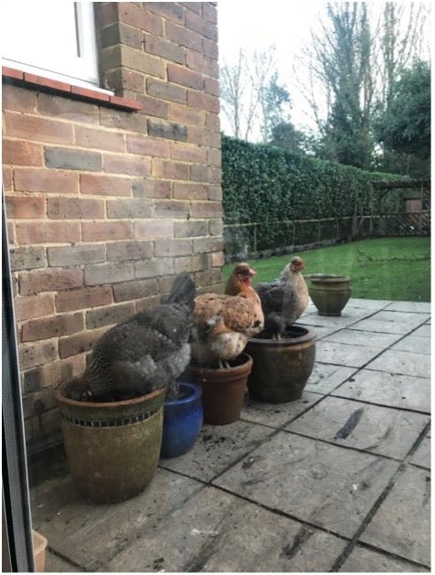 The top 5 things to know before you decide to have chickens in your life!