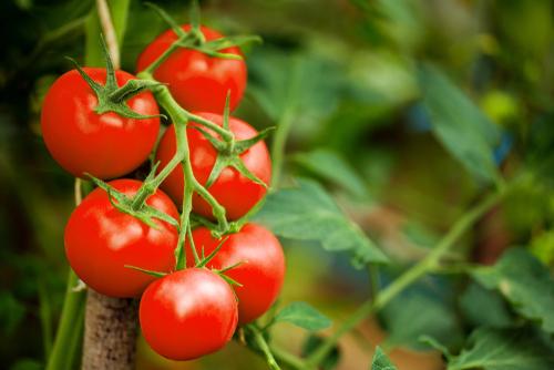 May – All Hail the Great British Tomato!