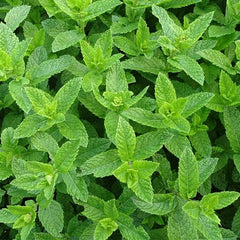 Dragonfly Tea Mint Garden Digestif Organic Herbal Infusion 20 Sachets