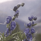 Helios Aconite 30c 100s