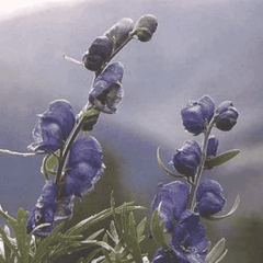 Helios Aconite 30c 100s