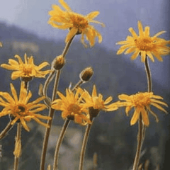 Helios Arnica 30c 100s