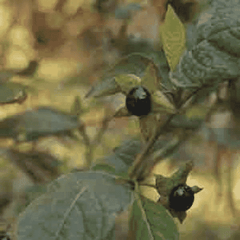 Helios Belladonna 30c 100s