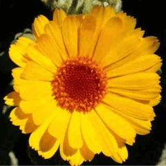 Helios Calendula Cream 30g Tube