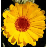 Helios Calendula officinalis 30c 100s