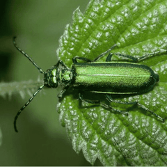 Helios Cantharis 30c 100s
