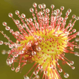 Helios Drosera 30c 100s