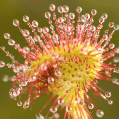 Helios Drosera 30c 100s