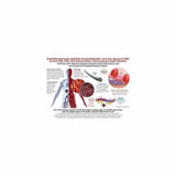 Endocalyx Pro - 120 Capsules | Microvascular Health Solutions