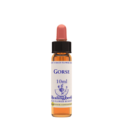 Healing Herbs Ltd Gorse 10ml