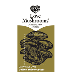 Grow Your Own Golden Yellow Oyster (Mushroom Grow Kit)