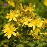 Helios Hypericum 30c 100s