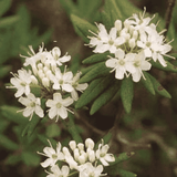 Helios Ledum 30c 100s