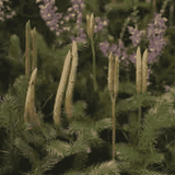 Helios Lycopodium 30c 100s
