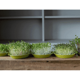 Teeny Greeny Microfarm Organic Microgreen Grow Kit 'Micro-Brassica' (Red Cabbage, Broccoli, Kale)