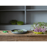 Teeny Greeny Microfarm Organic Microgreen Grow Kit 'Micro-Energise' (Kale, Pink Radish, Red Cabbage)