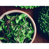 Teeny Greeny Microfarm Organic Microgreen Grow Kit 'Micro-Immunity' (Broccoli, Rocket, Kale)