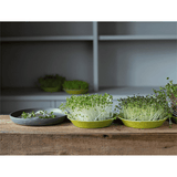 Teeny Greeny Microfarm Organic Microgreen Grow Kit 'Micro-Intensity' (Rocket Purple Radish, Mizuna)