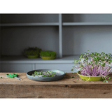 Teeny Greeny Microfarm Organic Microgreen Grow Kit 'Micro-Power' (Red Cabbage, Pink Radish, Mizuna)