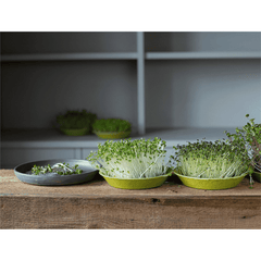 Teeny Greeny Microfarm Organic Microgreen Grow Kit 'Micro-Vitality' (Purple Radish, Broccoli, Red Cabbage)