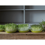 Teeny Greeny Microfarm Organic Microgreen Grow Kit 'Micro-Vitality' (Purple Radish, Broccoli, Red Cabbage)