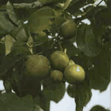 Helios Nux Vomica 30c 100s