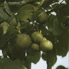 Helios Nux Vomica 30c 100s