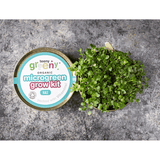 Teeny Greeny Organic Microgreen Grow Kit (Kale)