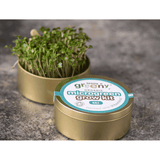 Teeny Greeny Organic Microgreen Grow Kit (Kale)