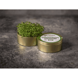 Teeny Greeny Organic Microgreen Grow Kit (Rocket)