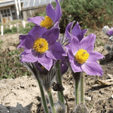 Helios Pulsatilla 30c 100s