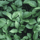 Helios Rhus Tox 30c 100s