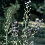 Helios Staphisagria 30c 100s