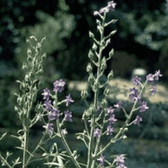 Helios Staphisagria 30c 100s